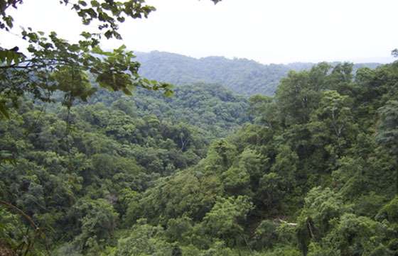 Prórroga para la presentación de proyectos de Conservación y Manejo de Bosques Nativos